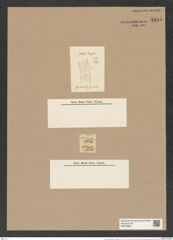 Melosira granulata var. spiralis Grun. (de-Toni-Nr.: Genus 213, Species 5311) Zeichnungen Sammlung Grunow Nr. 9185 (NHMW-BOT-W0378966)